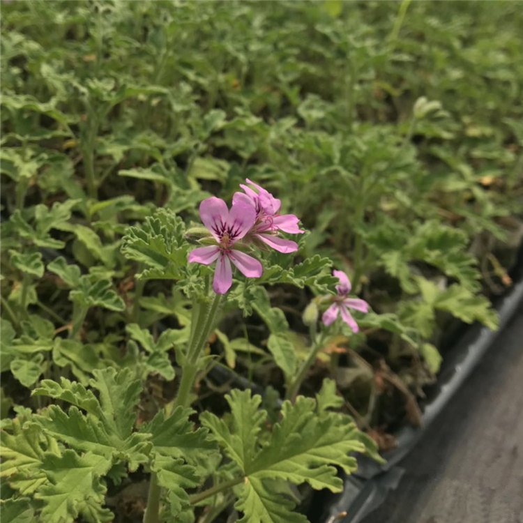 芳香天竺葵4.7