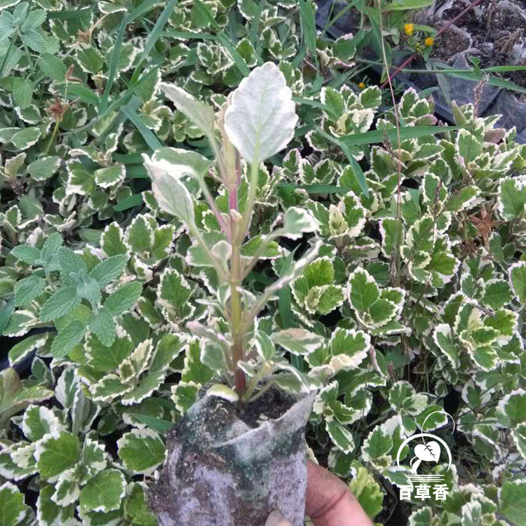 香妃草