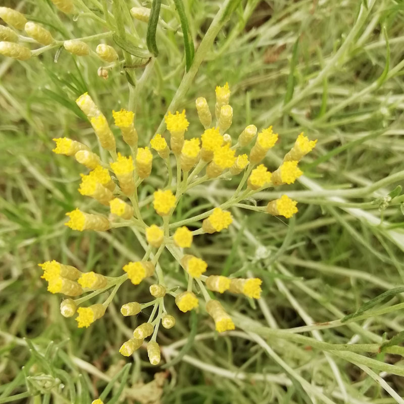 永久花