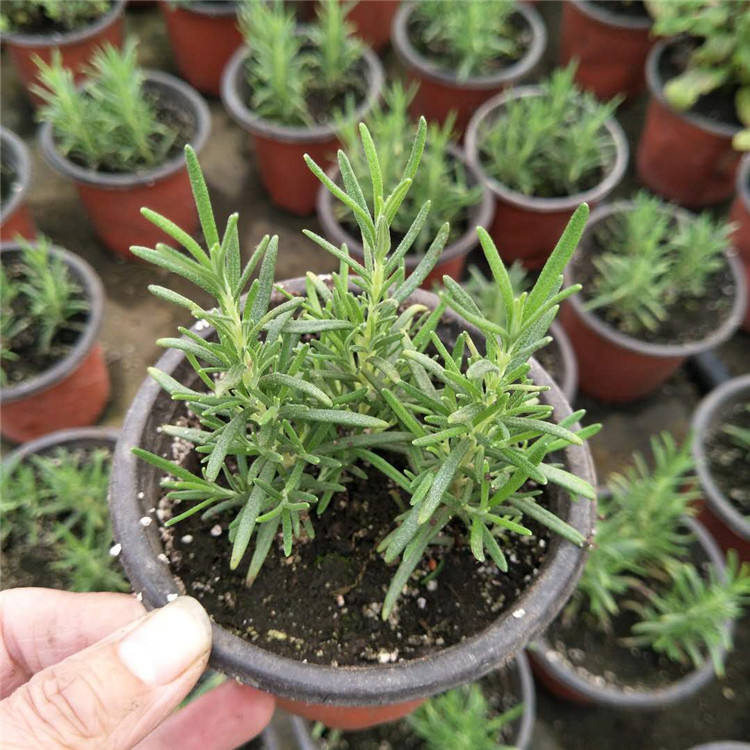 迷迭香盆栽_副本