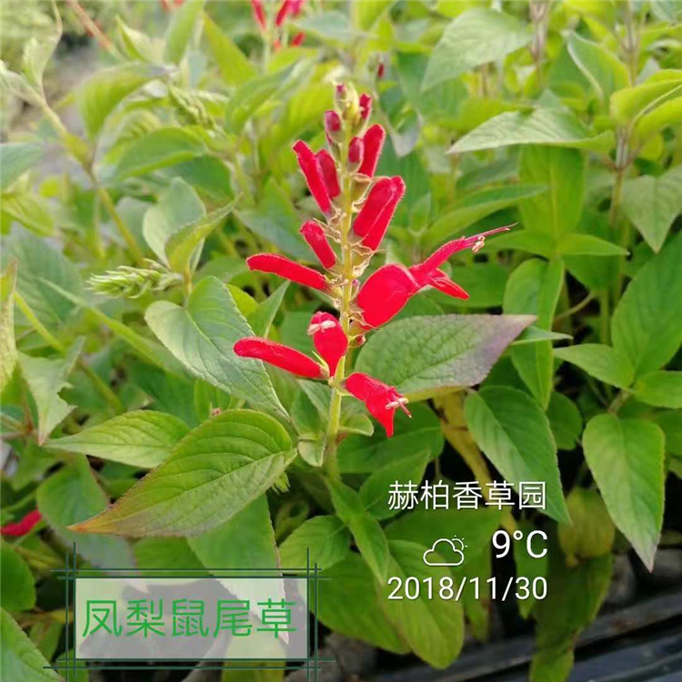 凤梨鼠尾草苗_副本