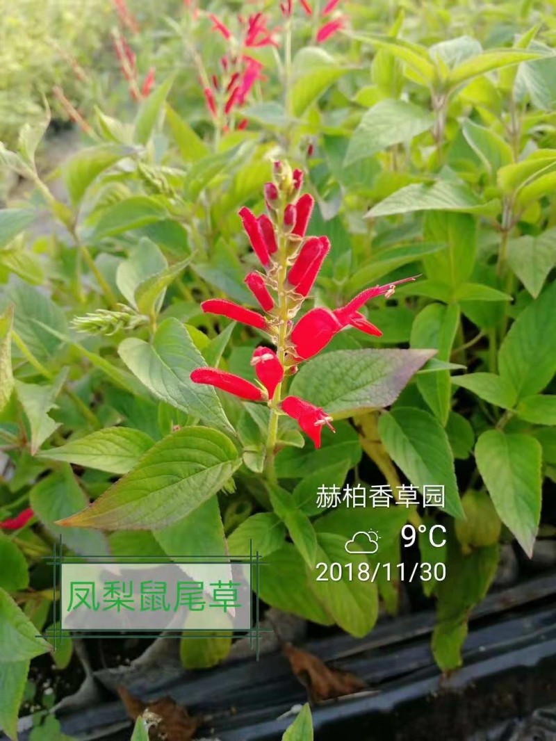 凤梨鼠尾草
