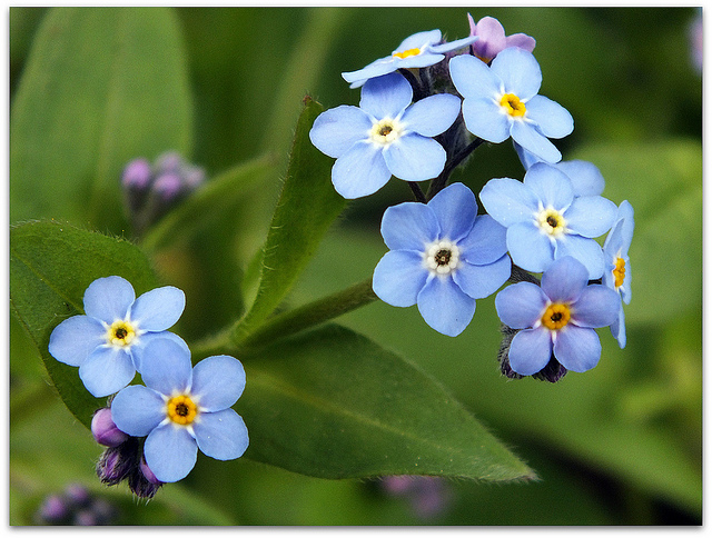 Don T Forget Me 勿忘我简介 香草介绍 香草文化 资讯 香草行业第一门户网站 香草资讯 香草知识 芳香植物 香草种苗 香草种子 香草园 香草旅游 薰衣草种苗 薰衣草种子