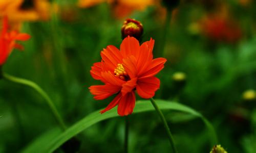 硫华菊的花语是什么？